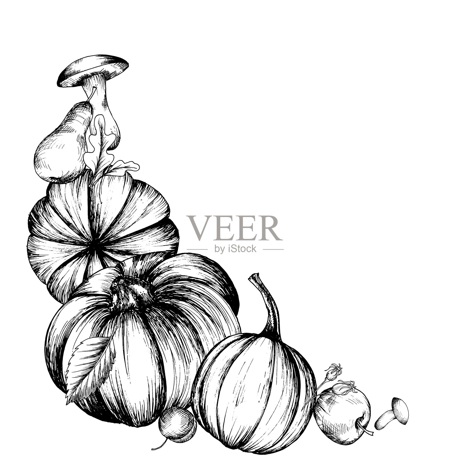 秋收佳节。图形手绘与线条。秋收,南瓜、蔬菜、水果、树叶、浆果、vector插画图片素材