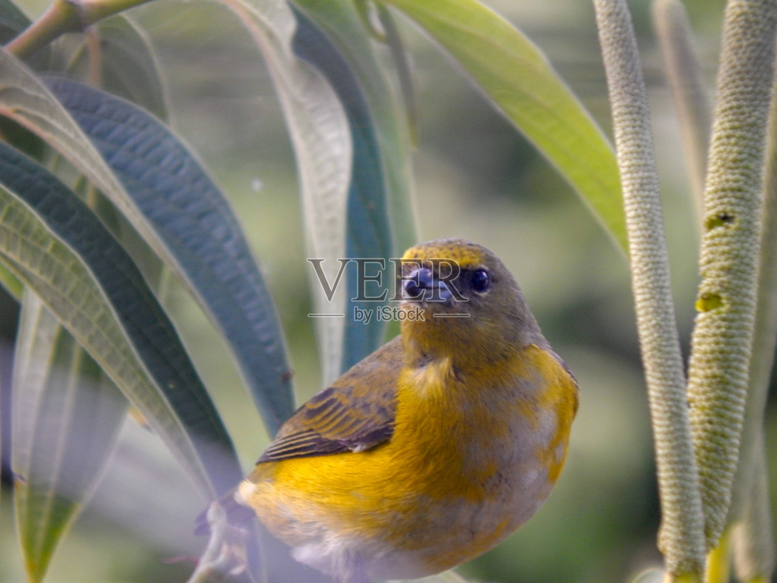 树上的鸟照片摄影图片