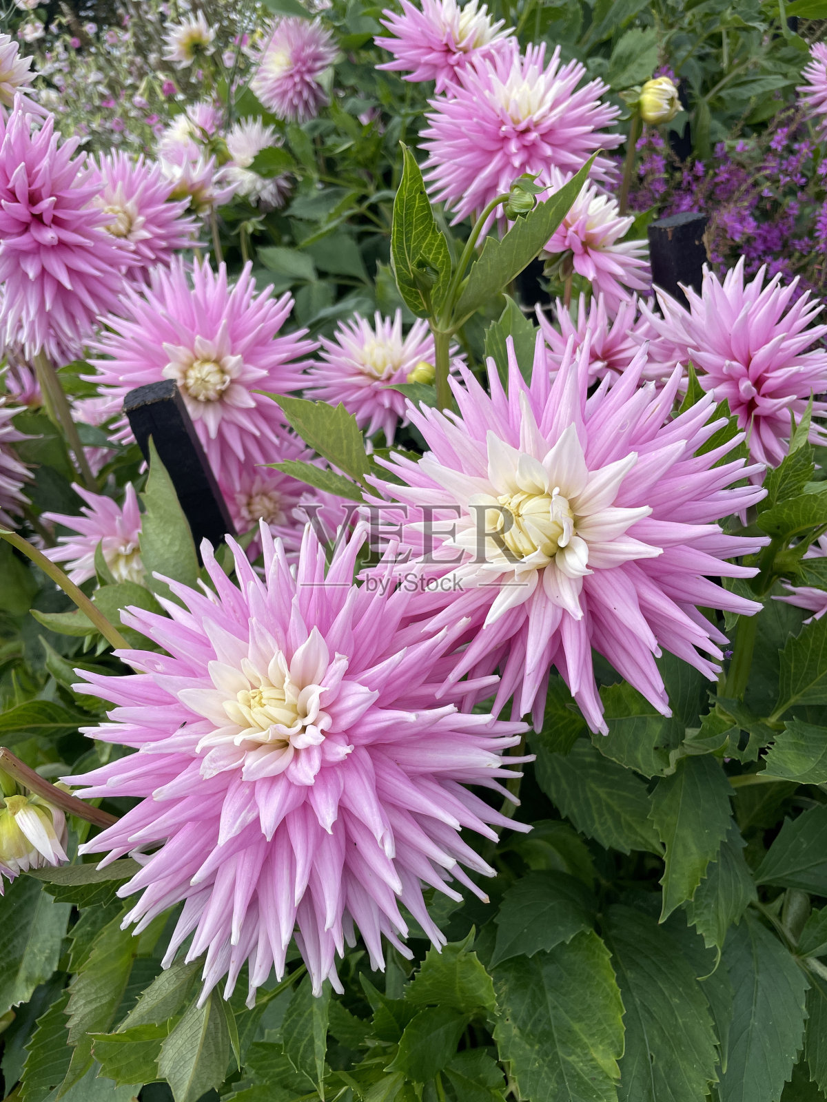 种植花园花卉照片摄影图片