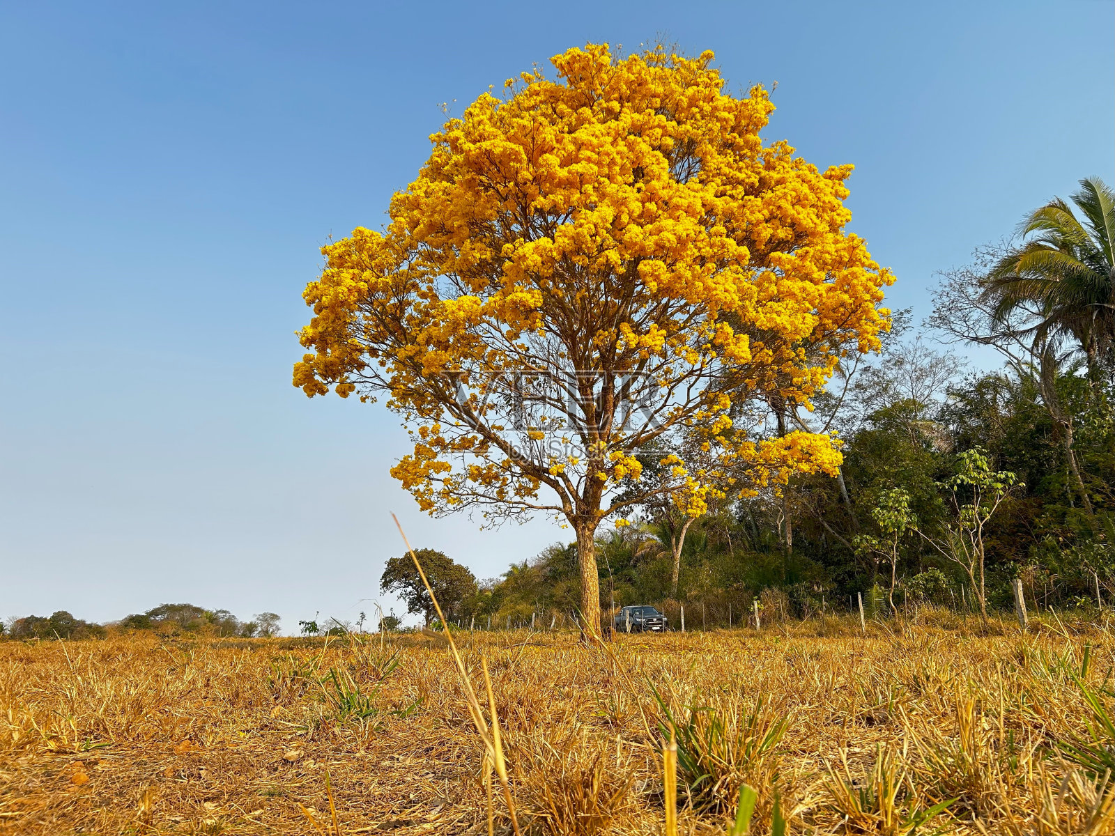 在自然界开花的喇叭树(Handroanthus serratifolius)的美丽树种照片摄影图片