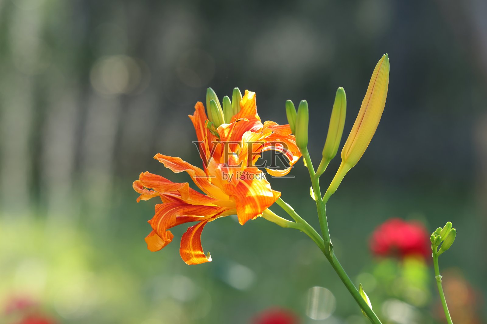 阳光下的橘黄色萱草花照片摄影图片