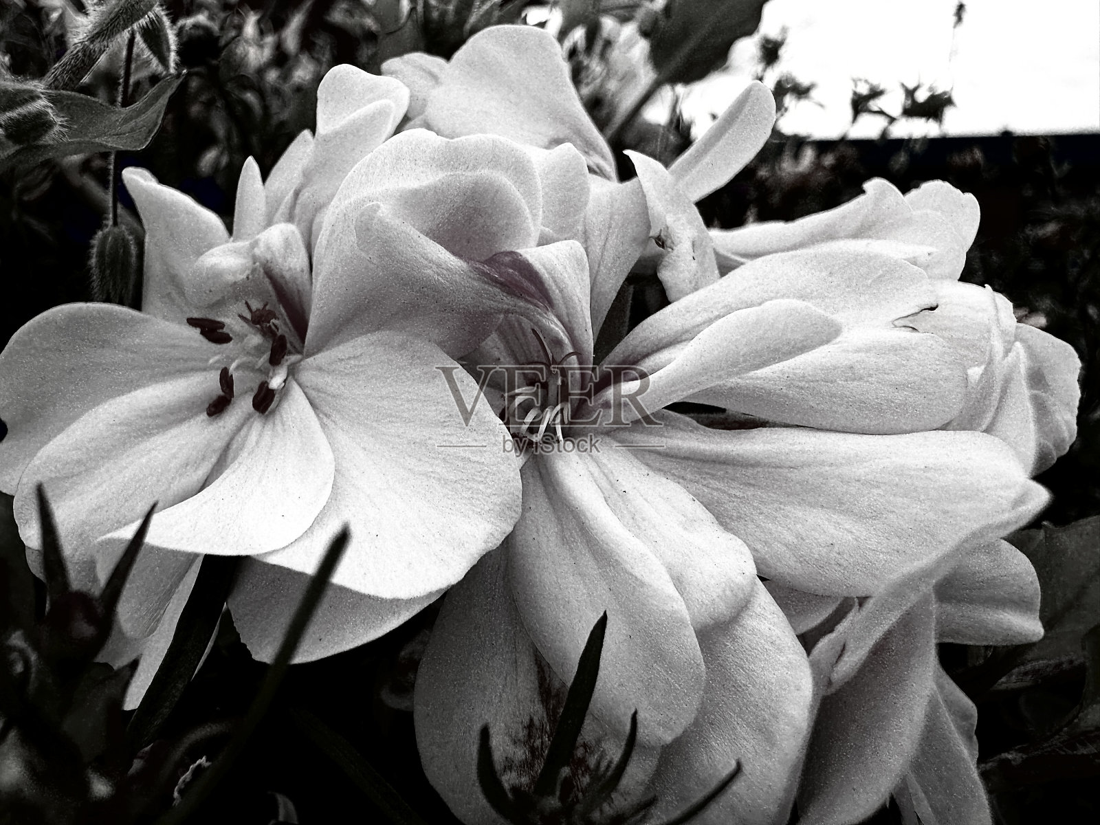 柔软的花瓣照片摄影图片