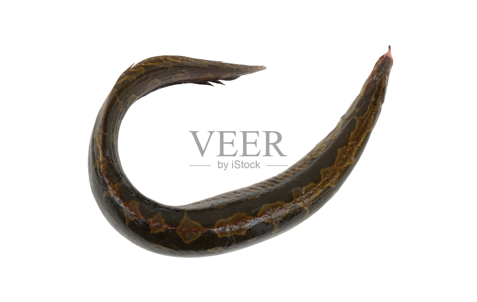 在白色背景上孤立的锯齿形鳗鱼照片摄影图片