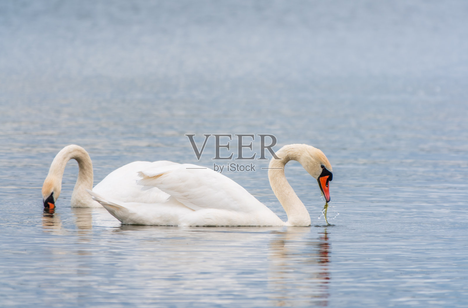 两只优雅的白天鹅在湖里游泳,在野外的天鹅照片摄影图片