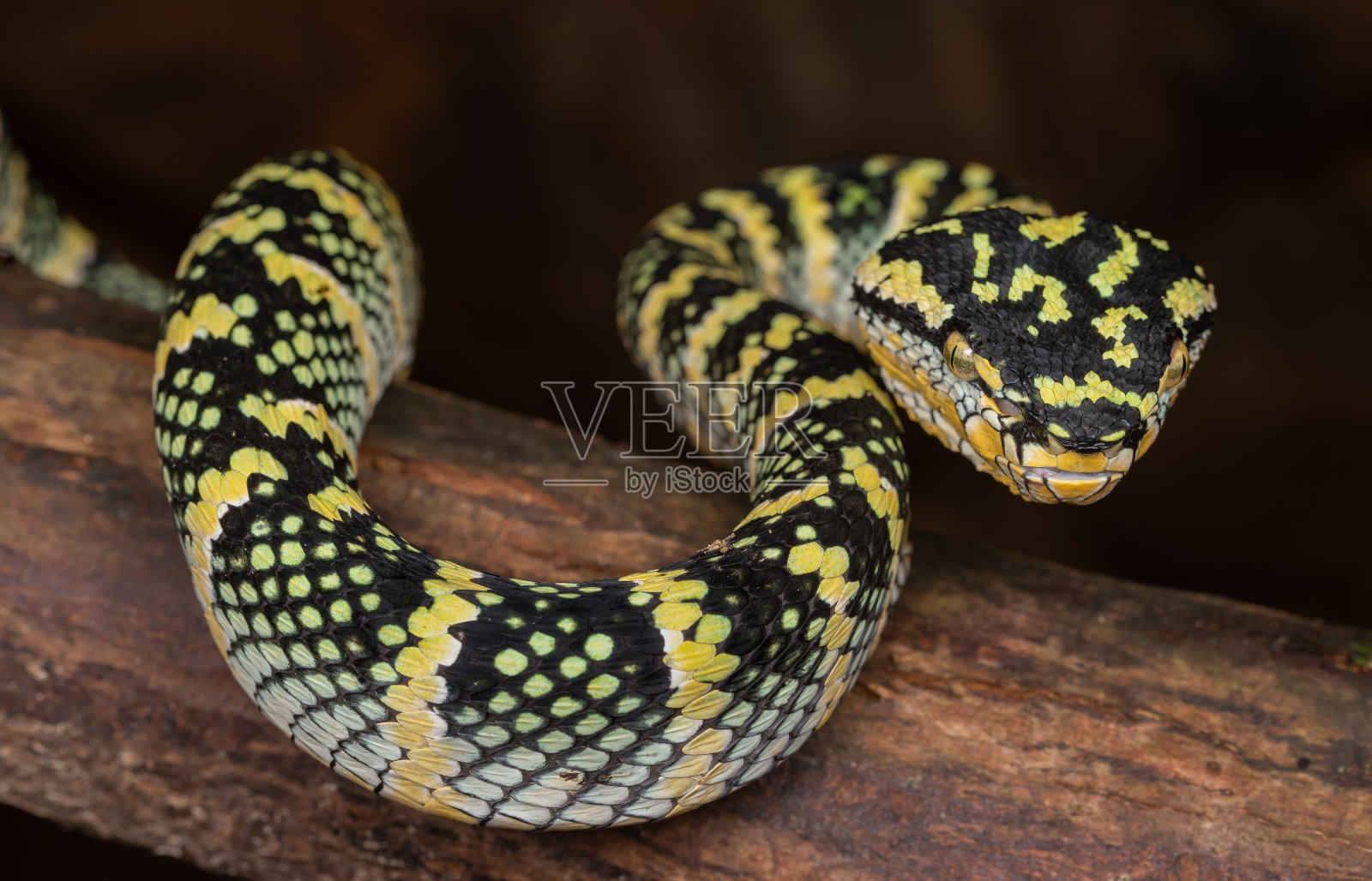 沃格勒蝮蛇照片摄影图片