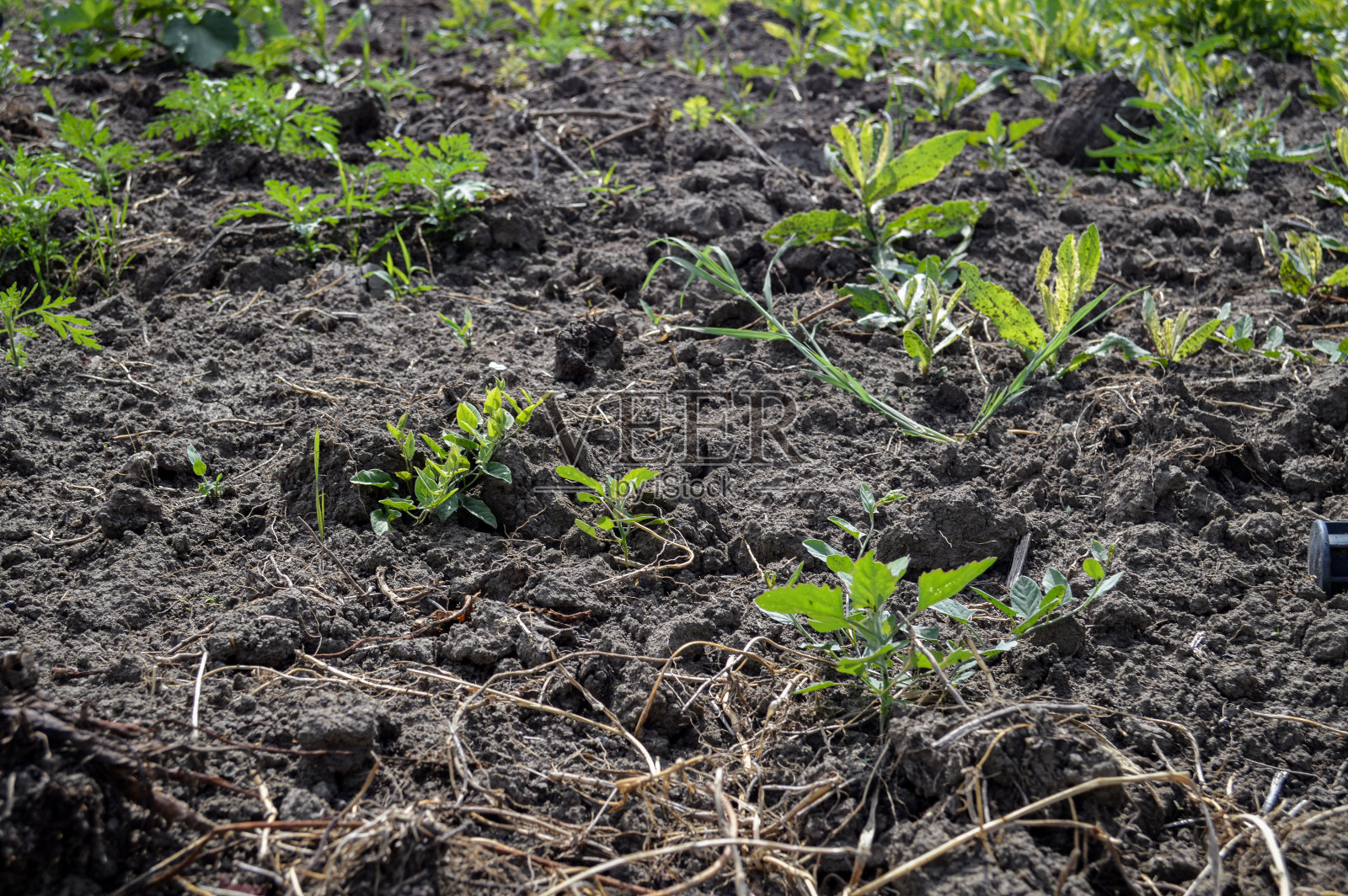 土壤床准备种植与年轻的绿色出现照片摄影图片
