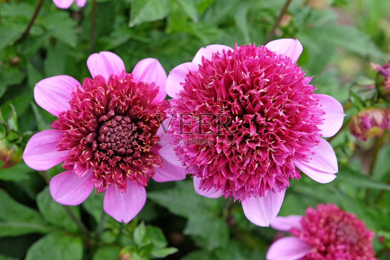 紫色和粉红色的海葵大丽花阿比盖尔花。照片摄影图片