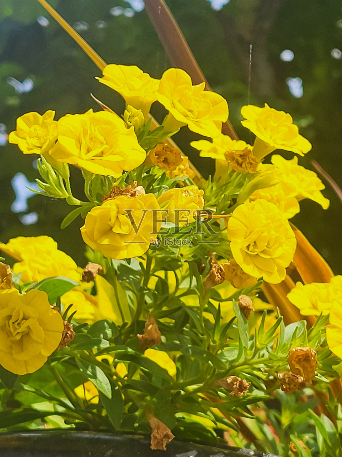 温哥华西点灰色社区的植物和景观,摄于2024年8月照片摄影图片