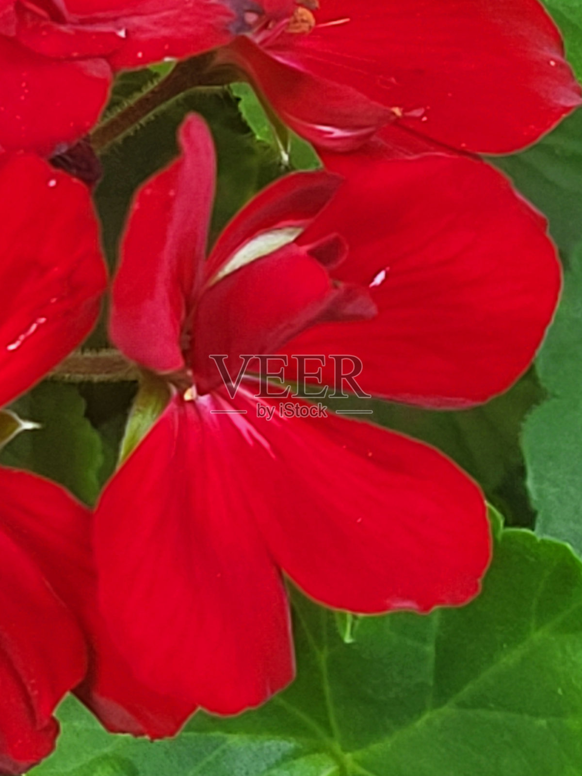 温哥华西点灰色社区的植物和景观,摄于2024年8月照片摄影图片