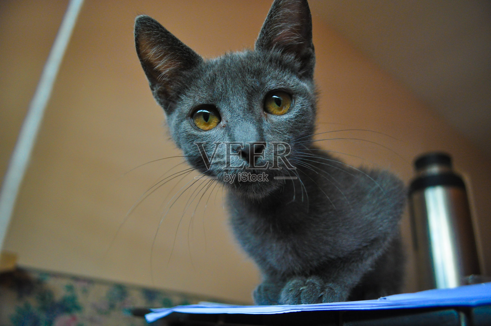漂亮的灰猫在桌子上照片摄影图片