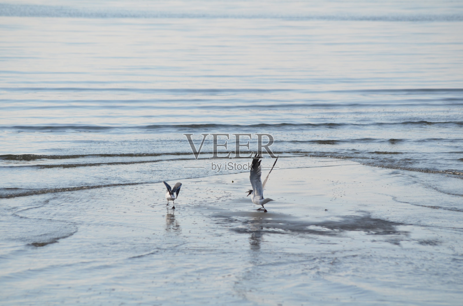 黑头海鸥在海岸线上与海浪争吵照片摄影图片