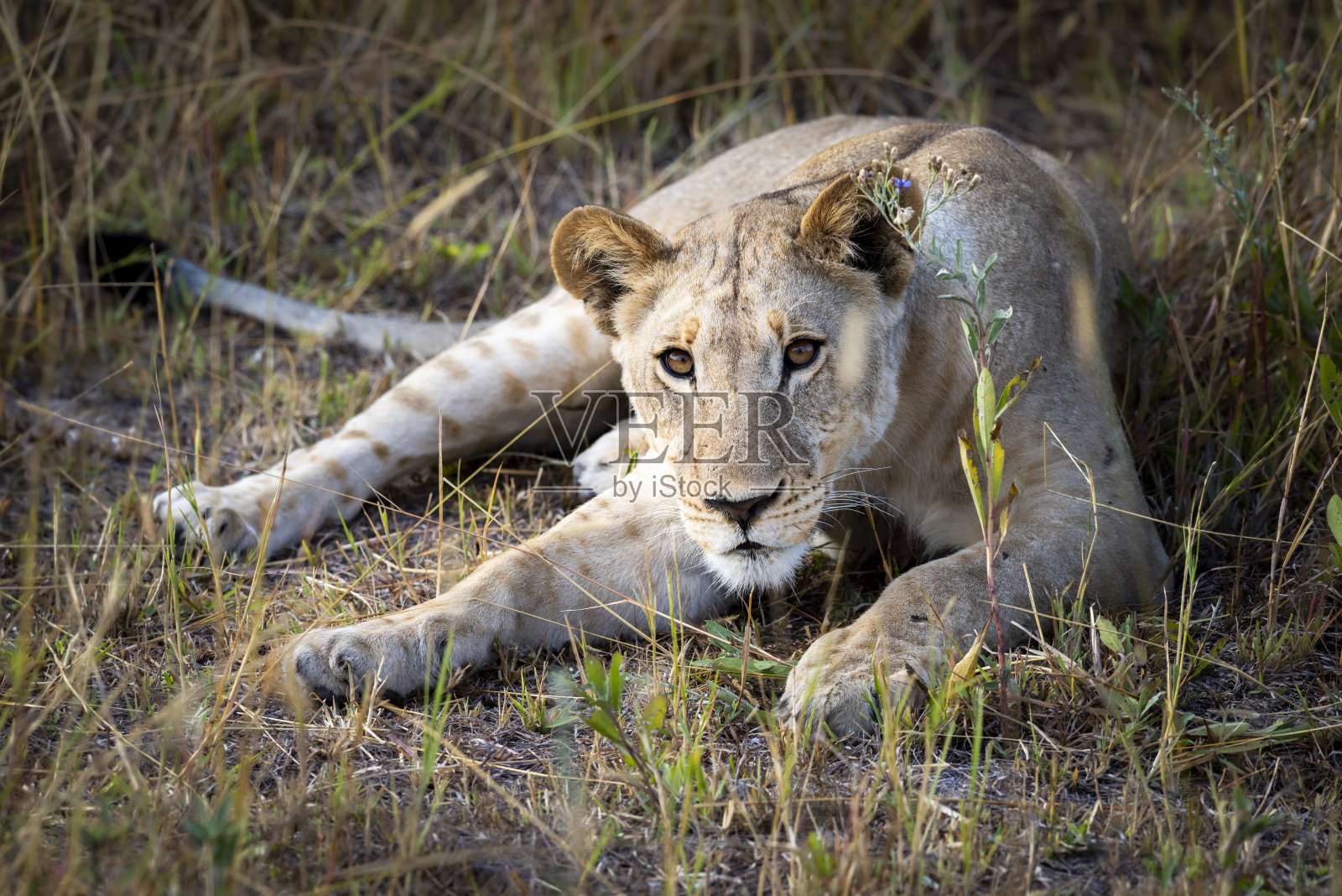 在博茨瓦纳的奥卡万戈三角洲,雌狮被杀照片摄影图片