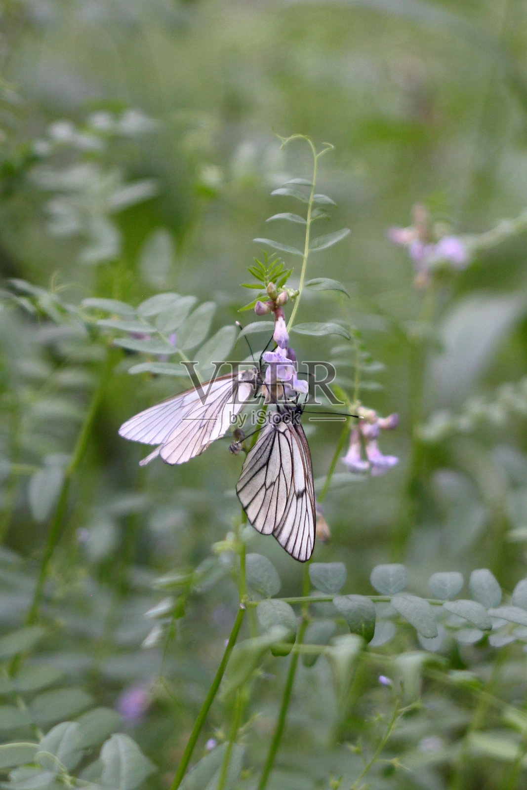 在美丽的花园里,两只白色的蝴蝶在高大的绿色茎上,开着紫色的花。照片摄影图片