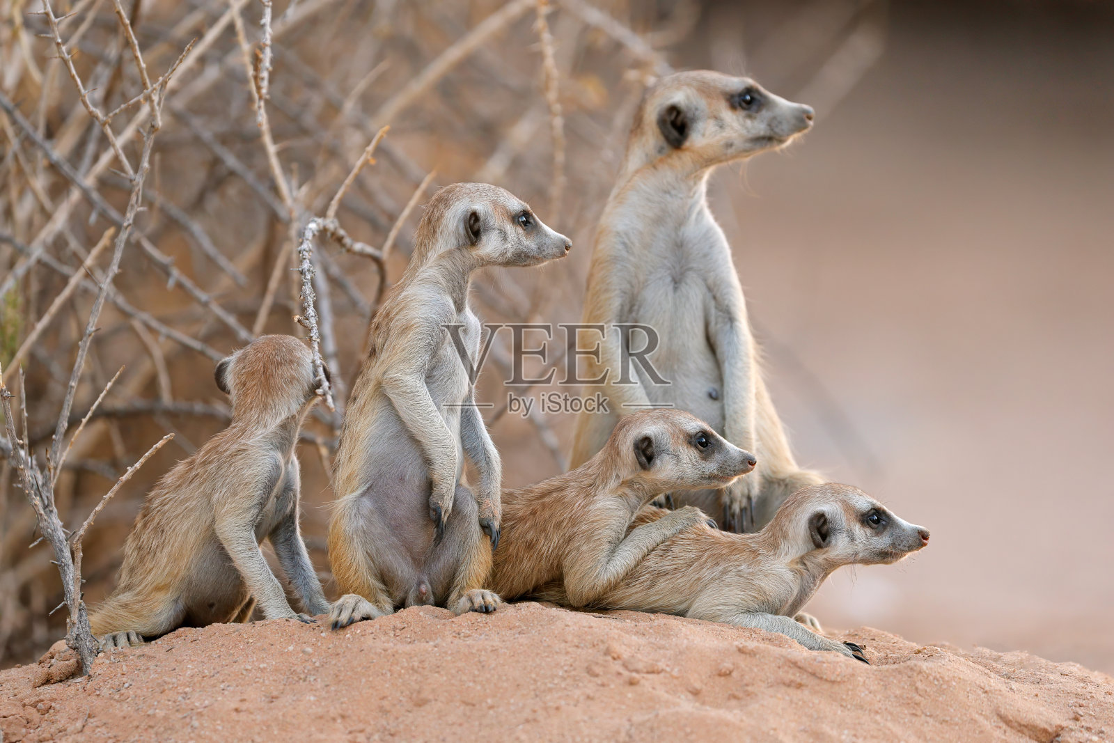 警觉猫鼬(Suricata suricatta)家族在自然栖息地,喀拉哈里沙漠,南非照片摄影图片
