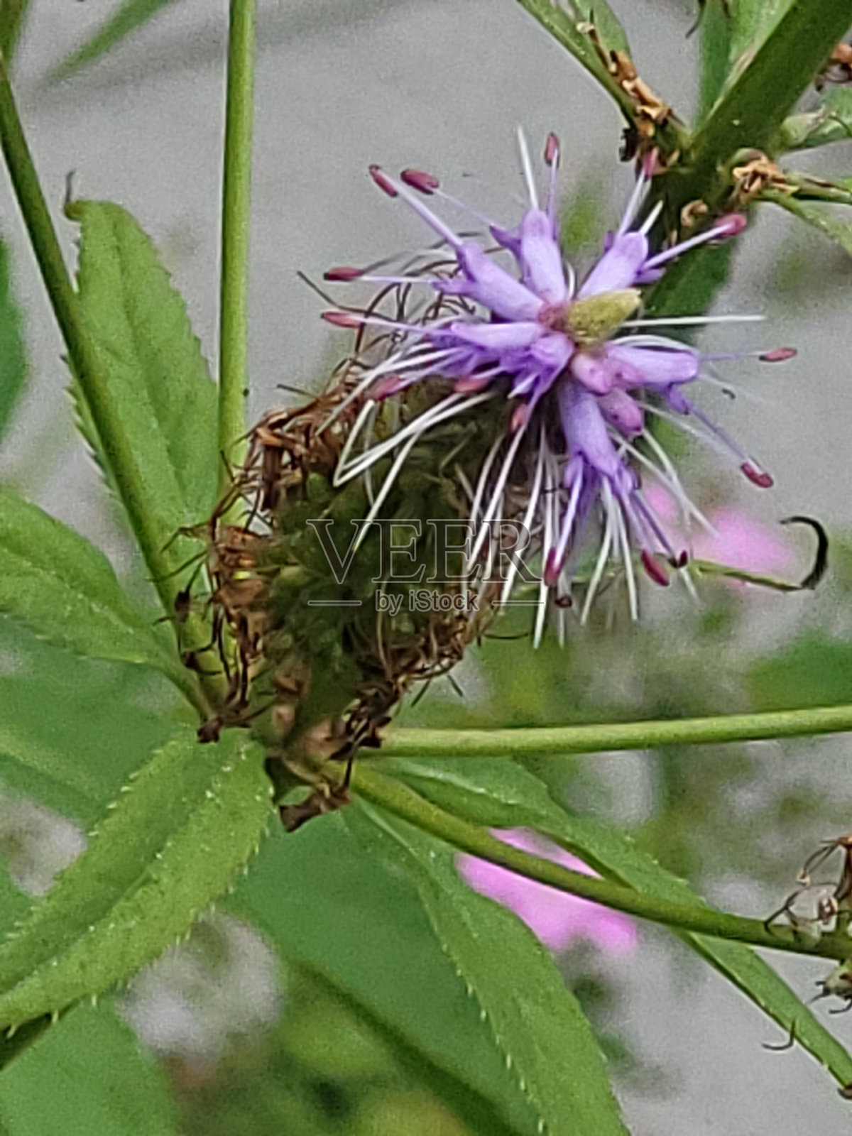 温哥华Kitsilano社区的植物和景观,摄于2024年8月照片摄影图片
