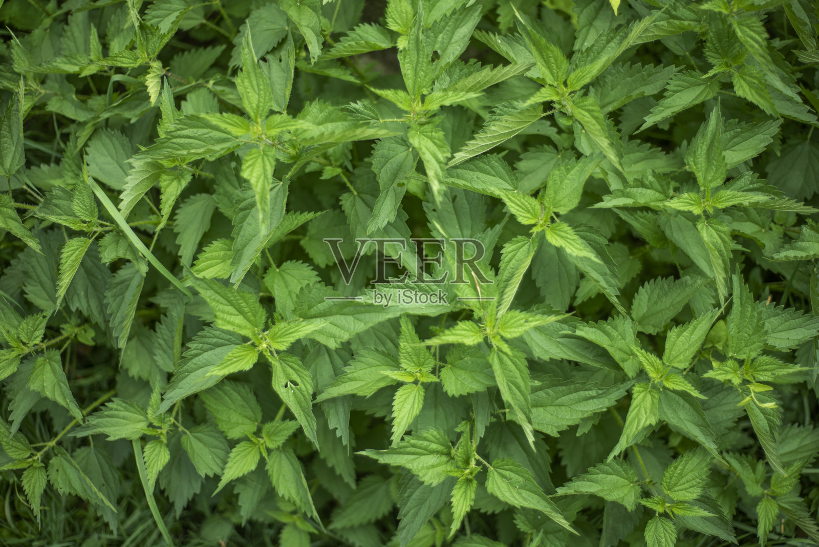 背景靠近荨麻的顶部视图。照片摄影图片
