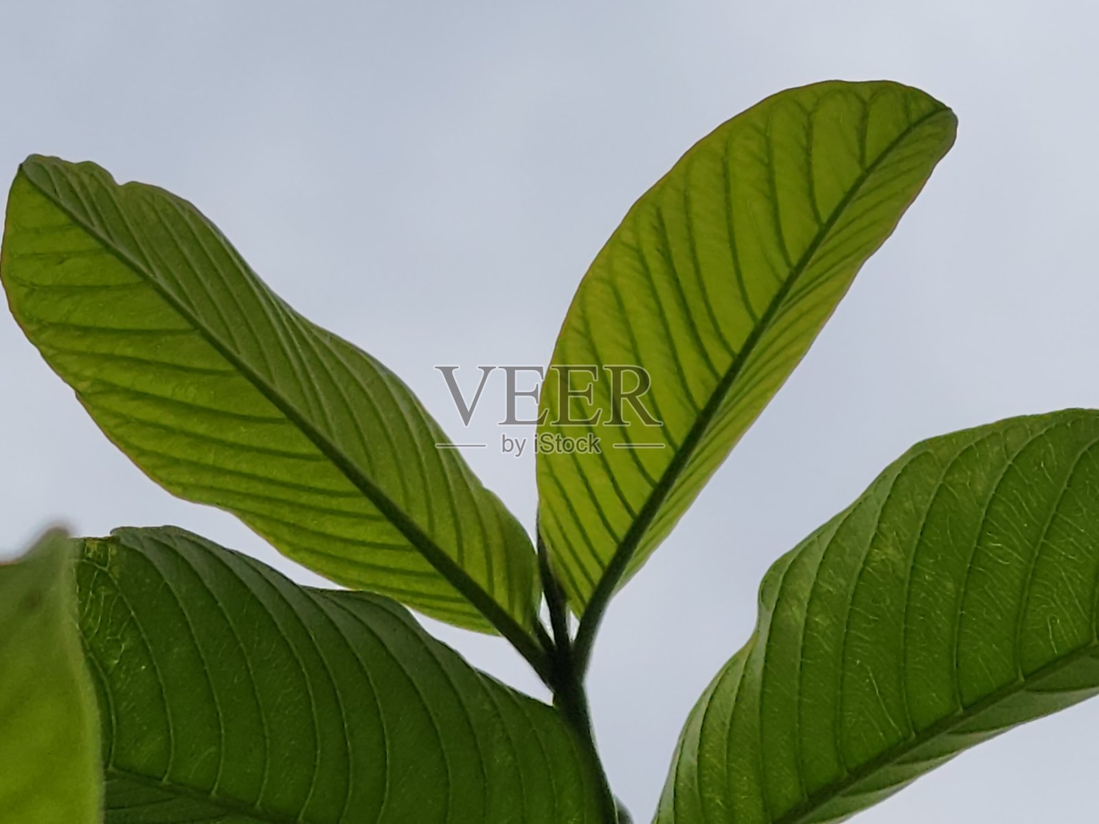 番石榴树叶:结构、颜色照片摄影图片