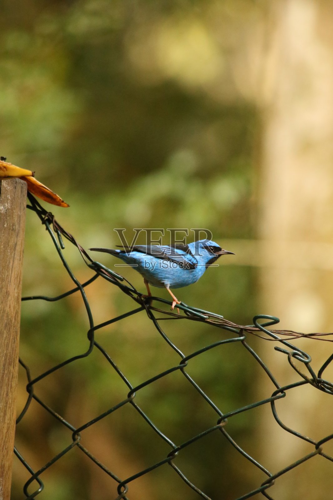 蓝黑相间的小鸟站在金属栅栏上照片摄影图片