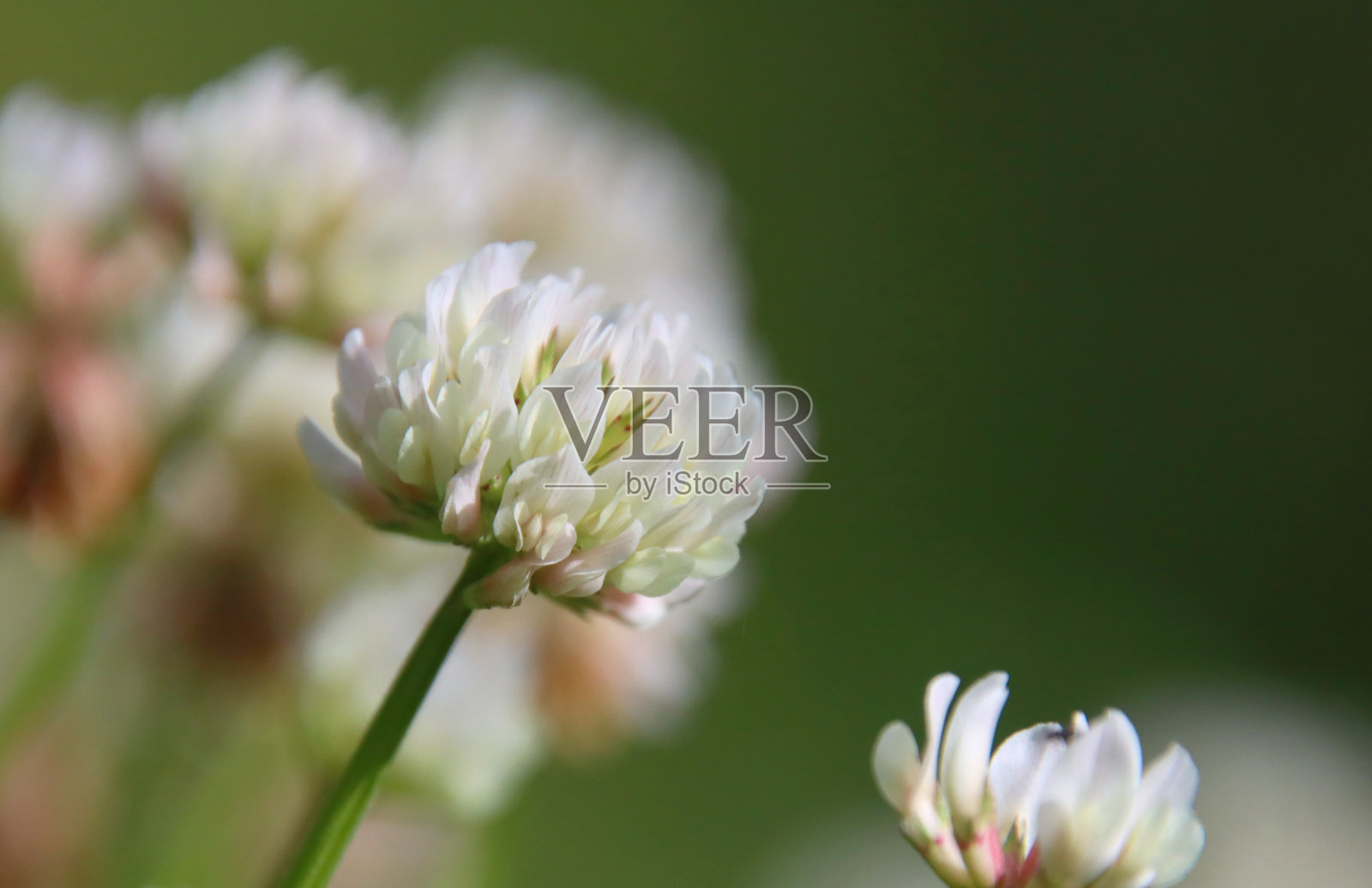三叶草花瓣的特写,三叶草花朵的特写,白色的花瓣照片摄影图片