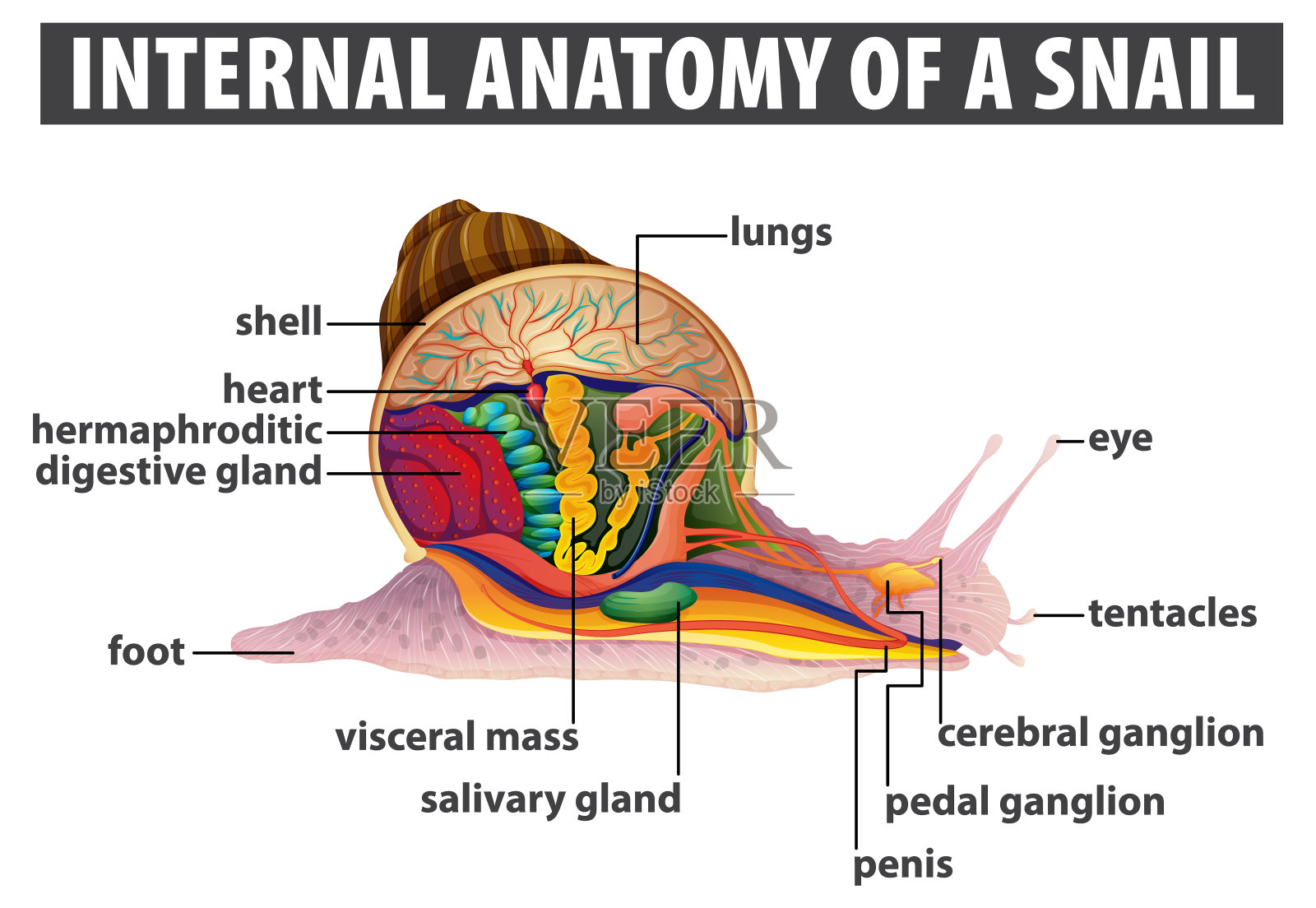 蜗牛内部器官的详细图解插画图片素材