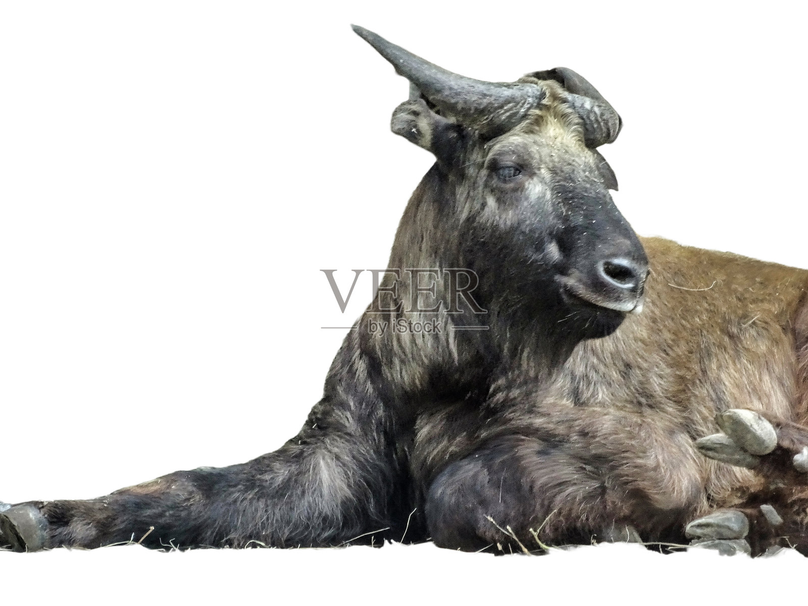 分离于白色上的褐蝽(Budorcas taxicolor taxicolor)照片摄影图片