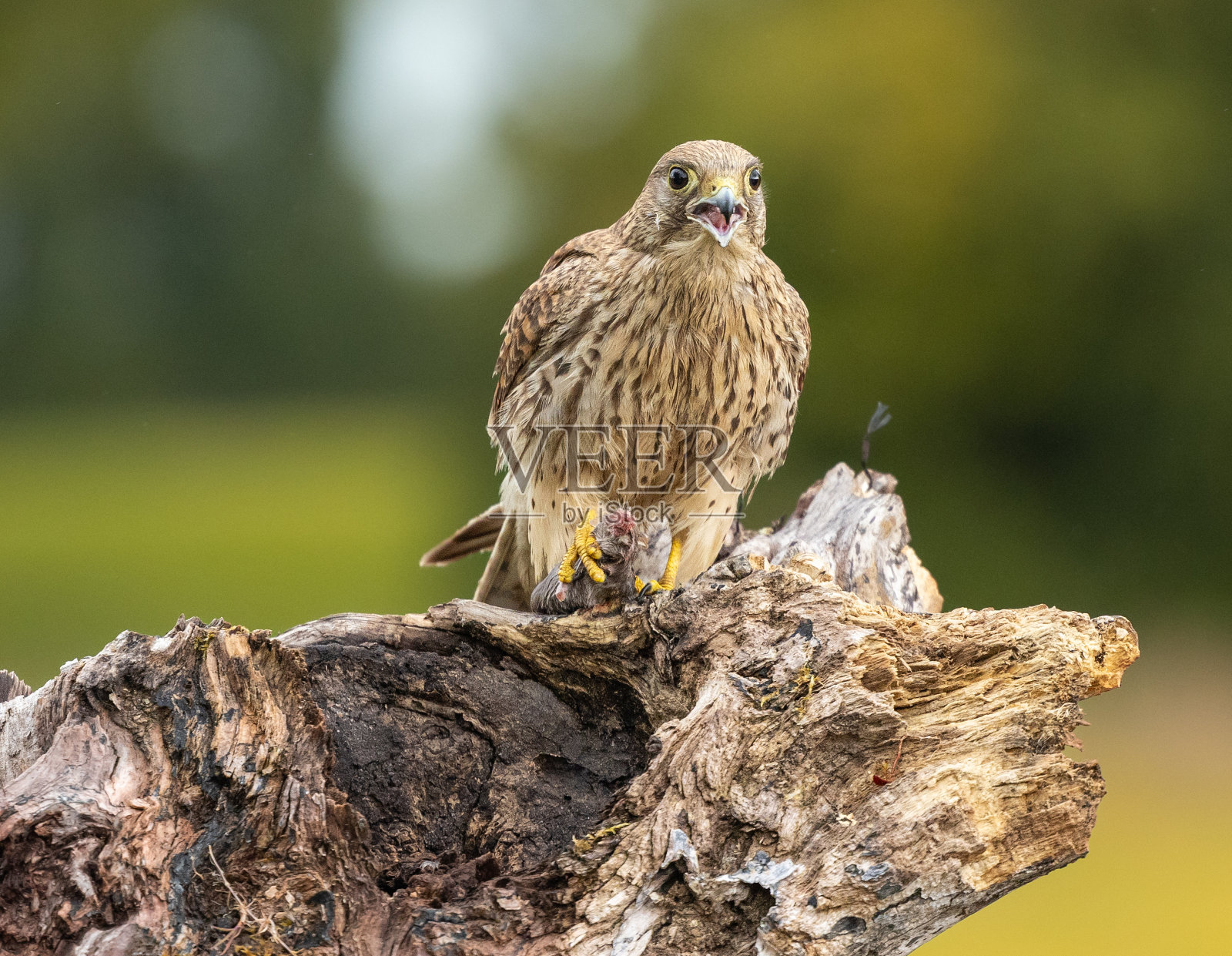 欧亚红隼,雌性照片摄影图片