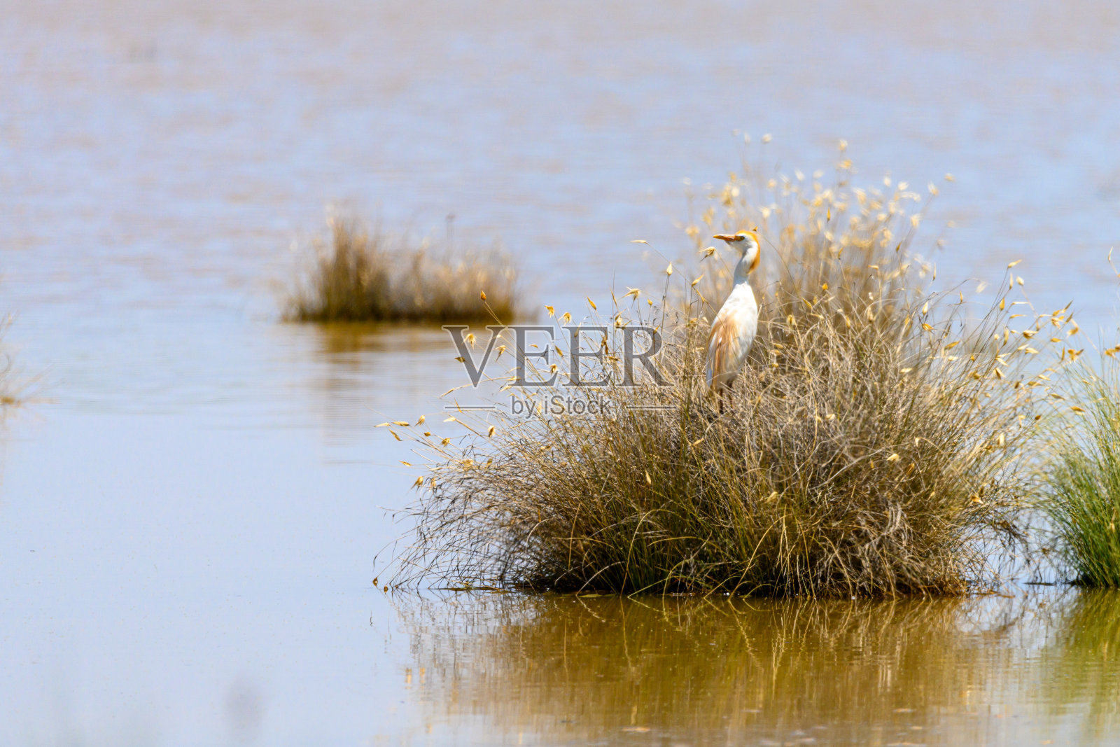 食蟹白鹭(Ardeola ralloides),是鹭科的一种类鸟。照片摄影图片