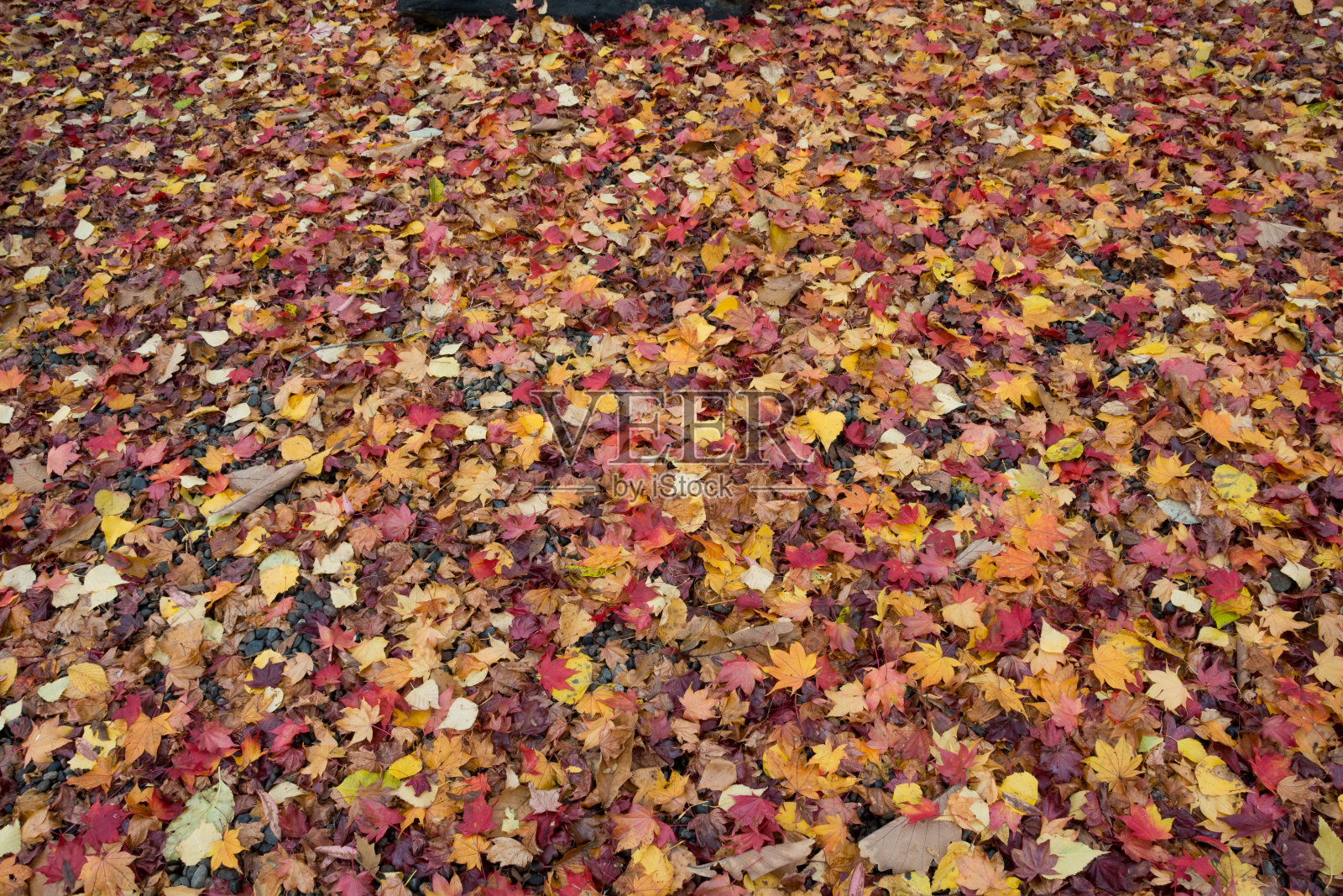 地上五颜六色的落叶照片摄影图片
