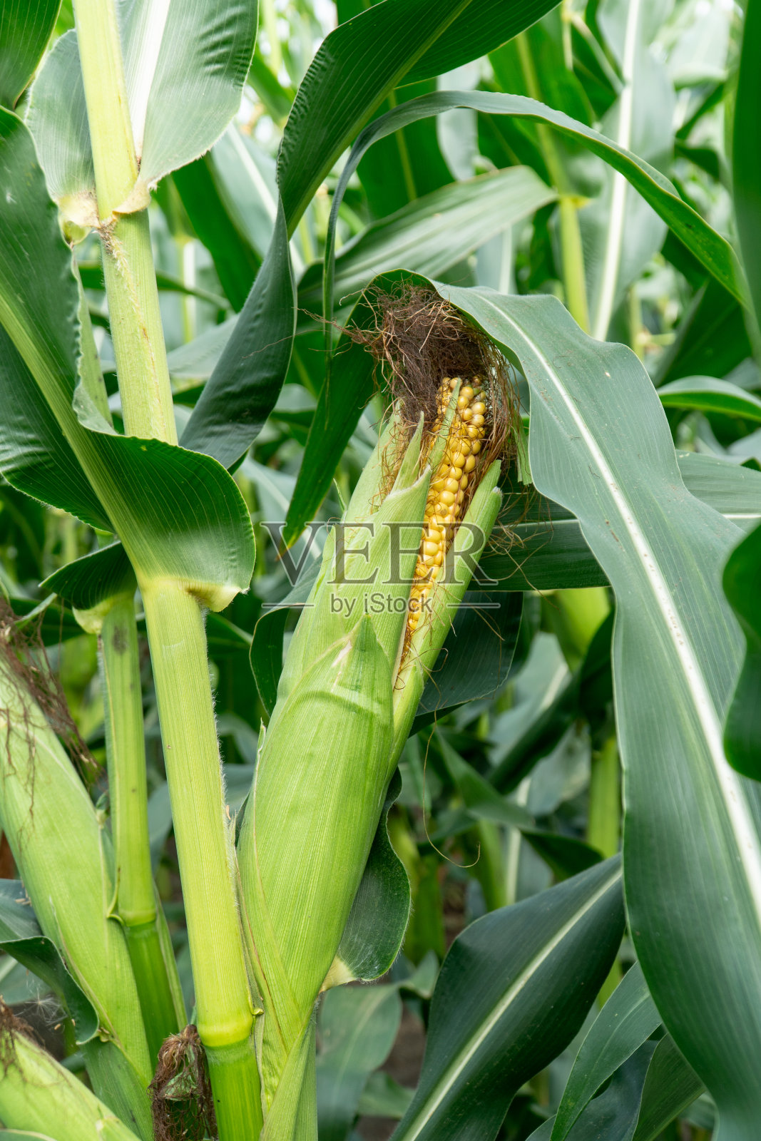 农场上的玉米棒特写。照片摄影图片
