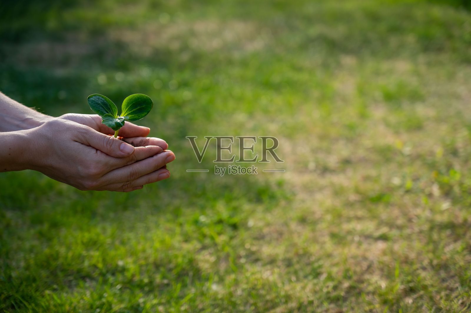 一位妇女在户外手里拿着一颗嫩芽。照片摄影图片