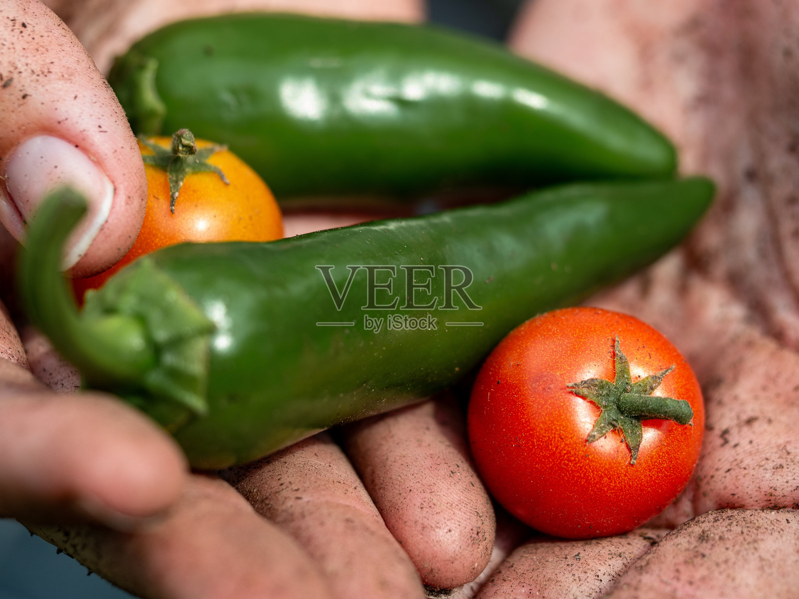 手拿新鲜收获的蔬菜照片摄影图片