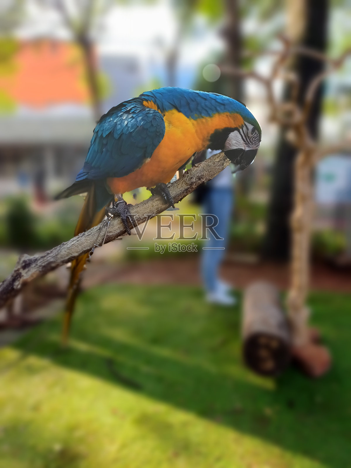 栖息在树枝上的蓝黄金刚鹦鹉照片摄影图片