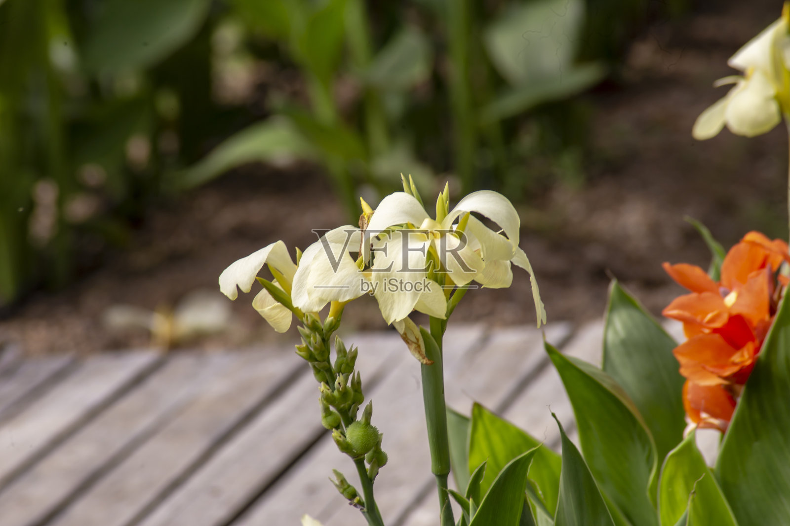 白色坎科花的特写照片和模糊的背景。照片摄影图片