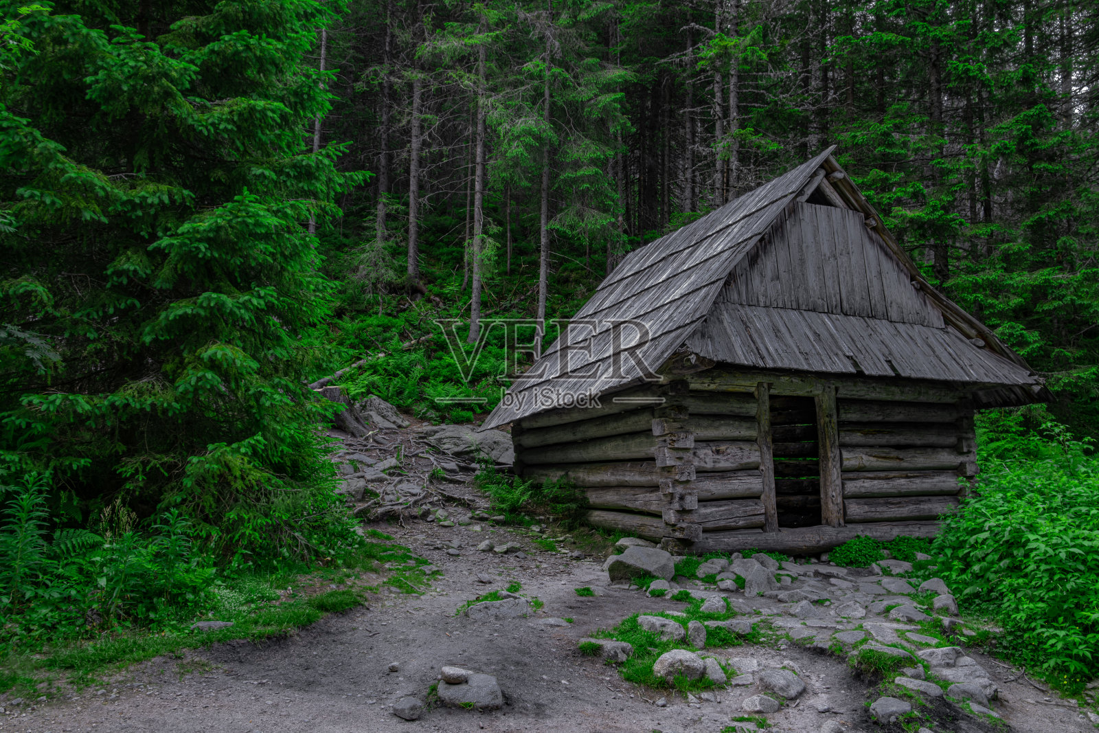 松树林中的木屋照片摄影图片