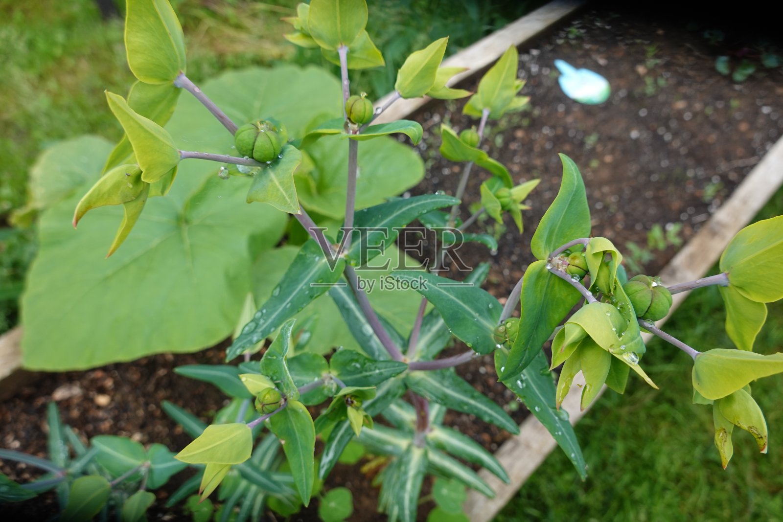 雨水淋湿的大戟带着花蕾,在那里收集鼹鼠植物的种子照片摄影图片