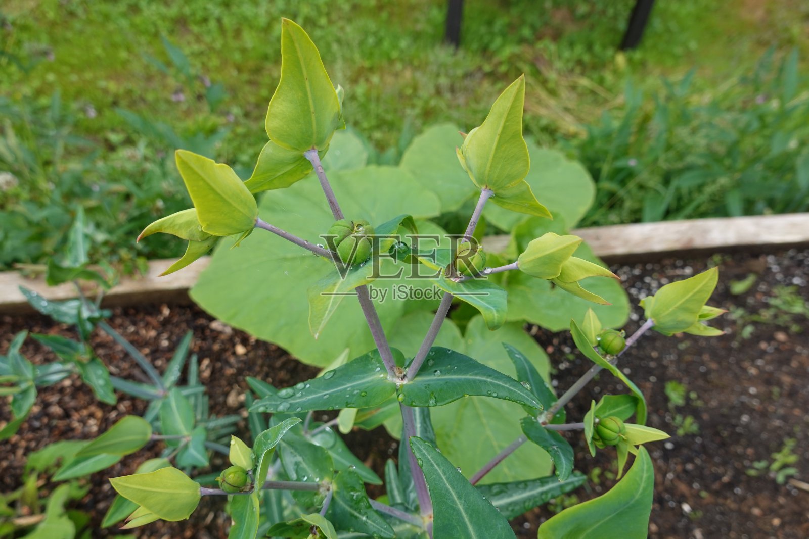 雨水淋湿的大戟带着花蕾,在那里收集鼹鼠植物的种子照片摄影图片