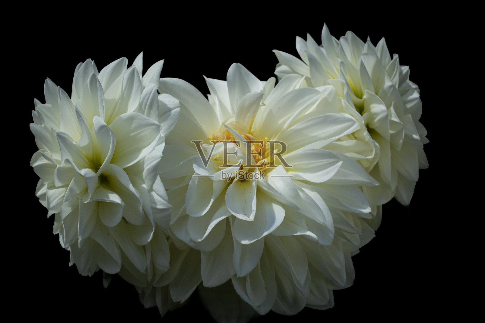 白色大丽照片摄影图片