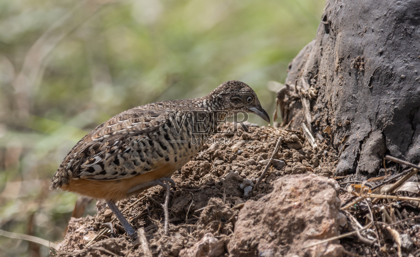 地上有条纹钮扣鹌鹑的动物肖像。照片摄影图片