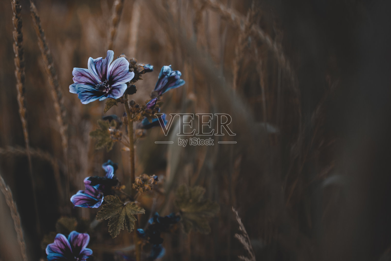 户外鲜花盛开的特写照片摄影图片