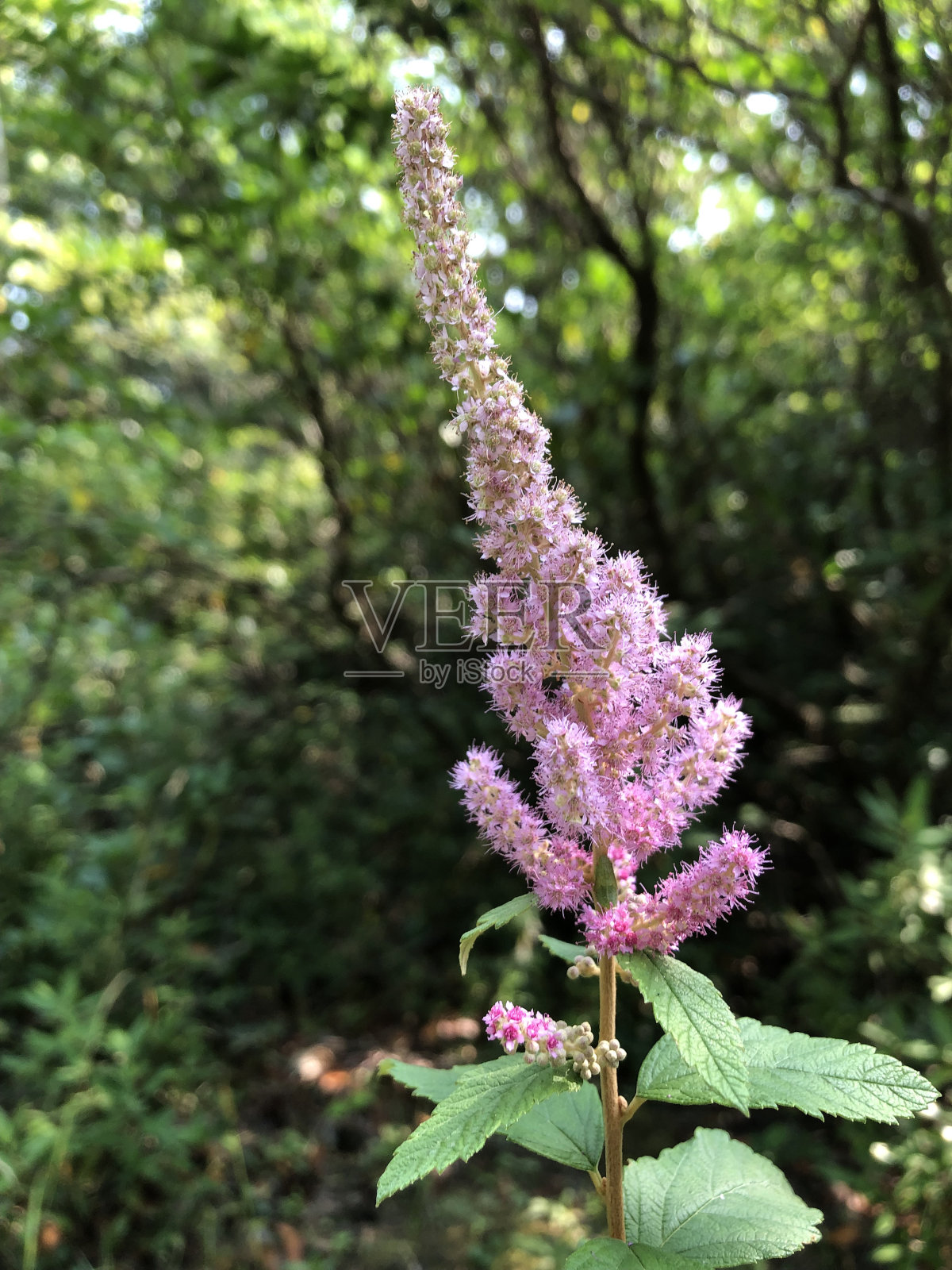 位于纽约州的Minnewaska州立公园。照片摄影图片