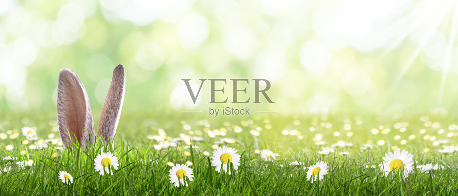 田野上的番红花特写照片摄影图片