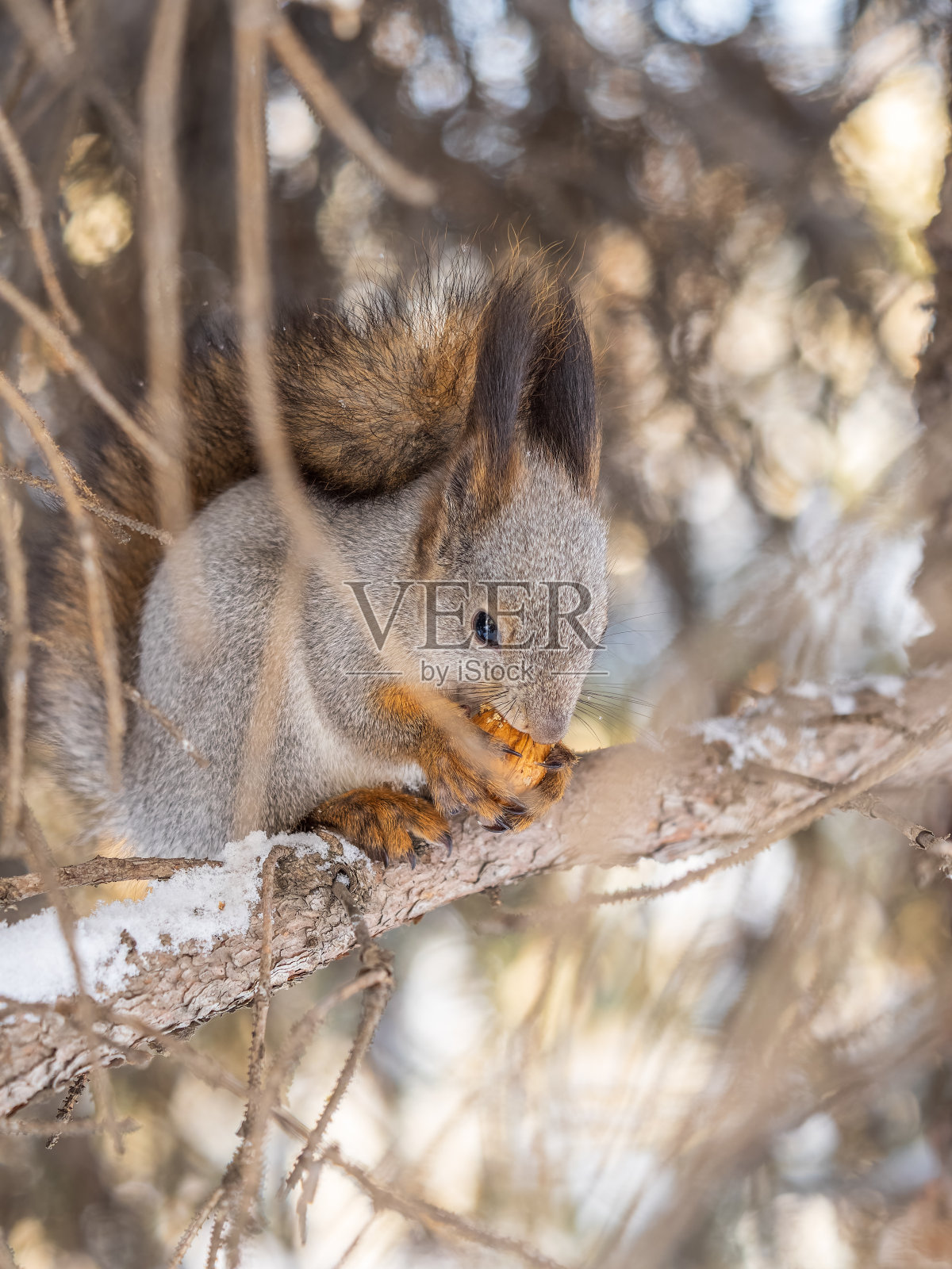 在冬天或深秋,带着坚果的松鼠栖息在树上。照片摄影图片