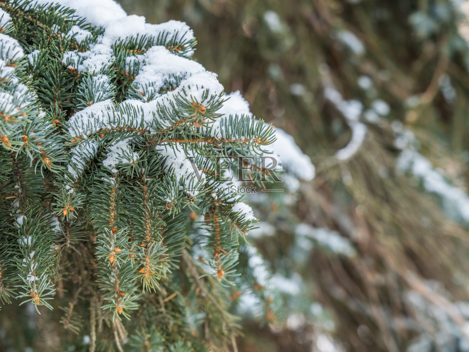 绿色的冷杉树枝在冬天覆盖着雪照片摄影图片