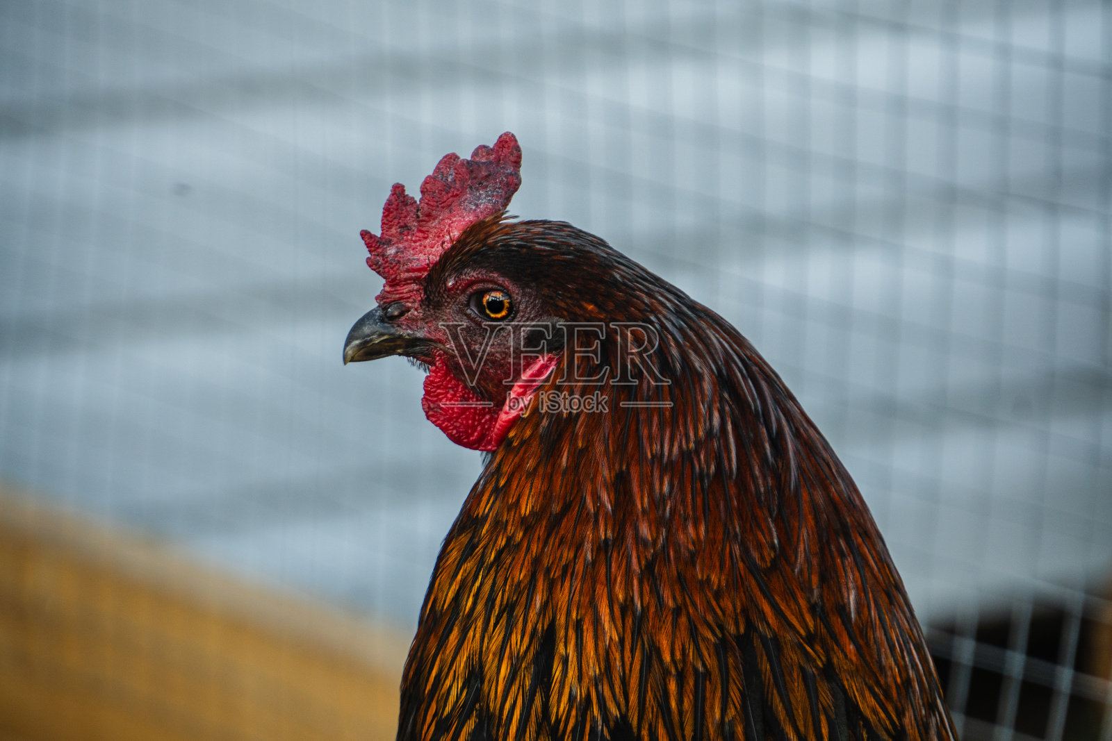 农场里的公鸡照片摄影图片
