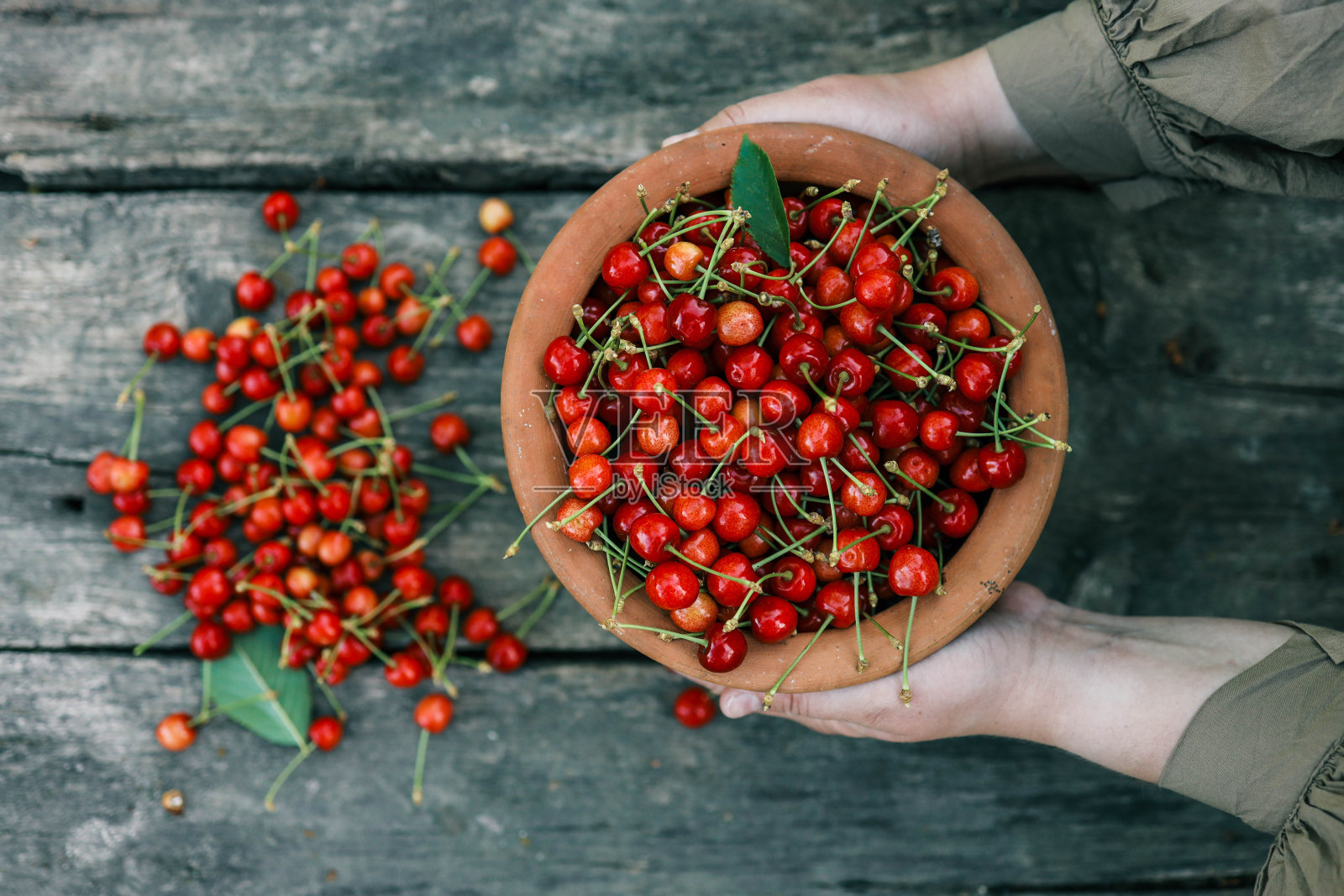 手摘新鲜美味的樱桃,特写。一个女人的手从树上摘下多汁的樱桃浆果。健康饮食的概念。健康生活方式的概念照片摄影图片