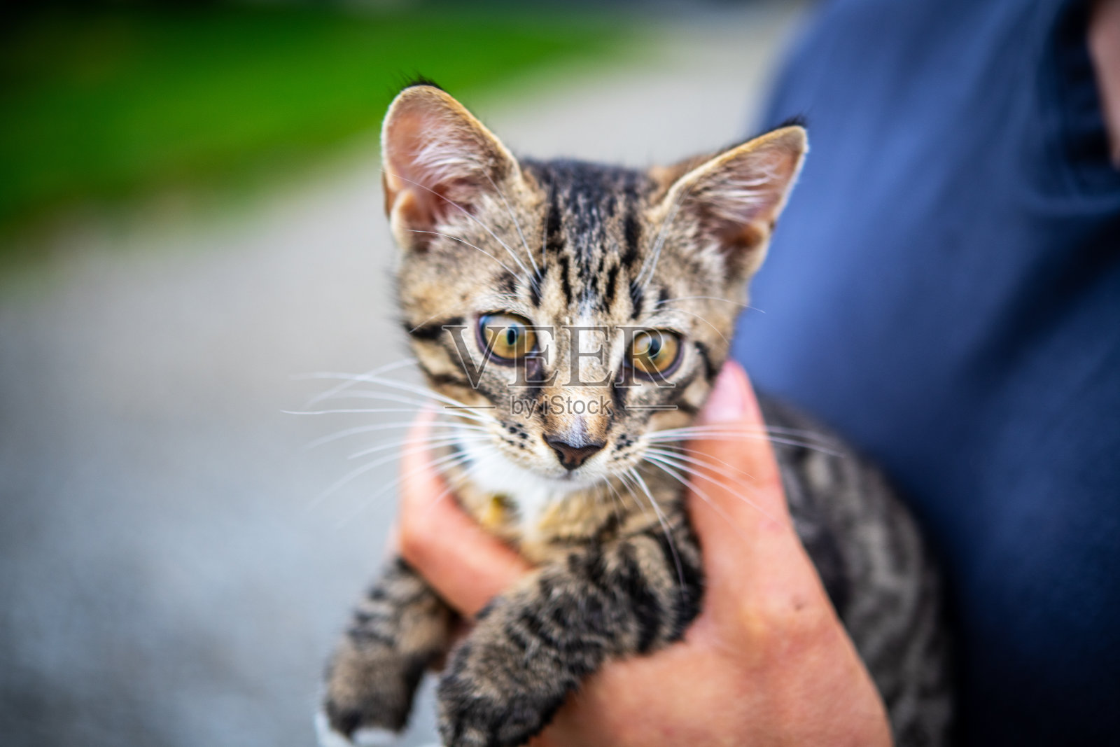 可爱的虎斑猫被可爱的主人在户外软焦点背景下拥抱照片摄影图片