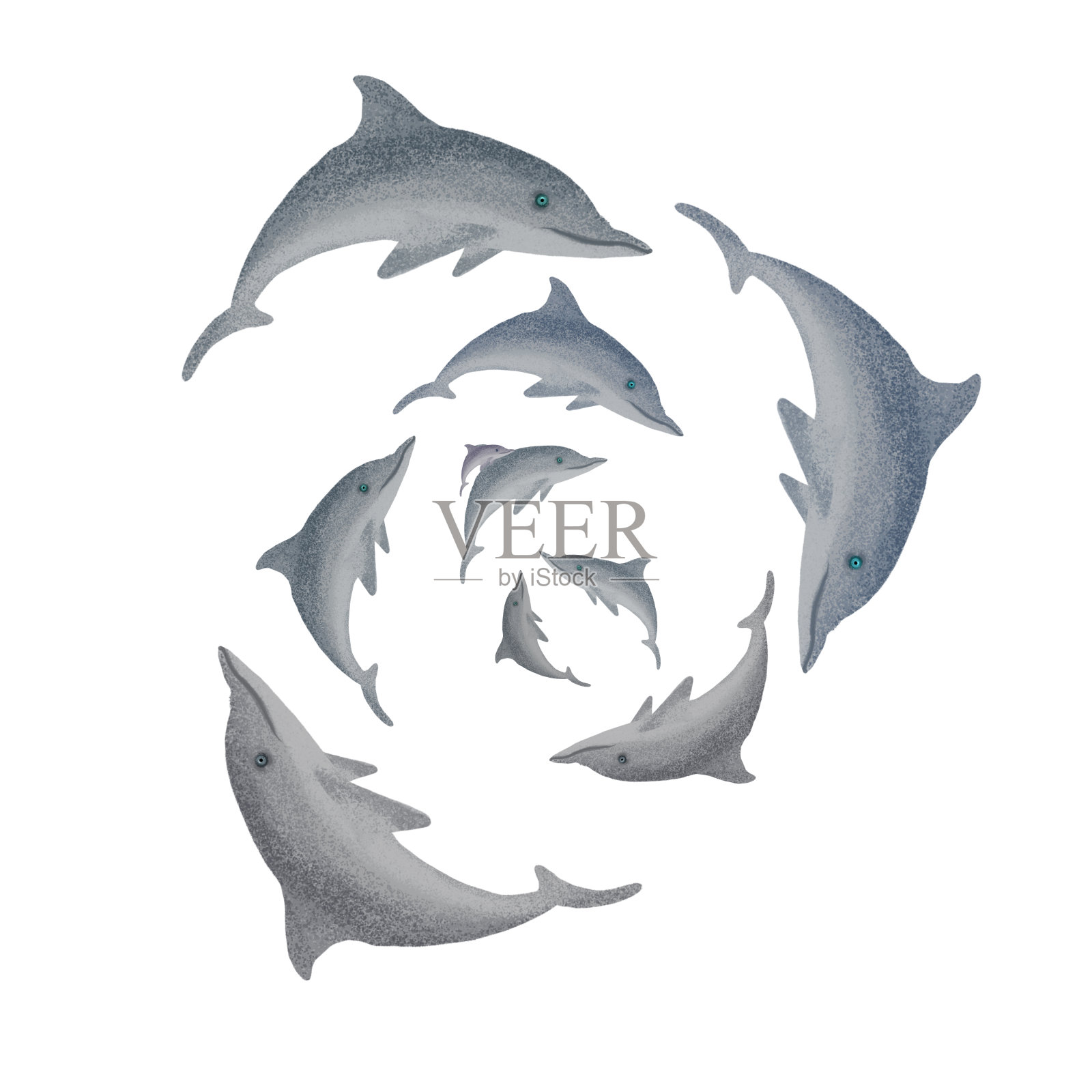 灰海豚在游泳,用它们的身体围成一个圈插画图片素材