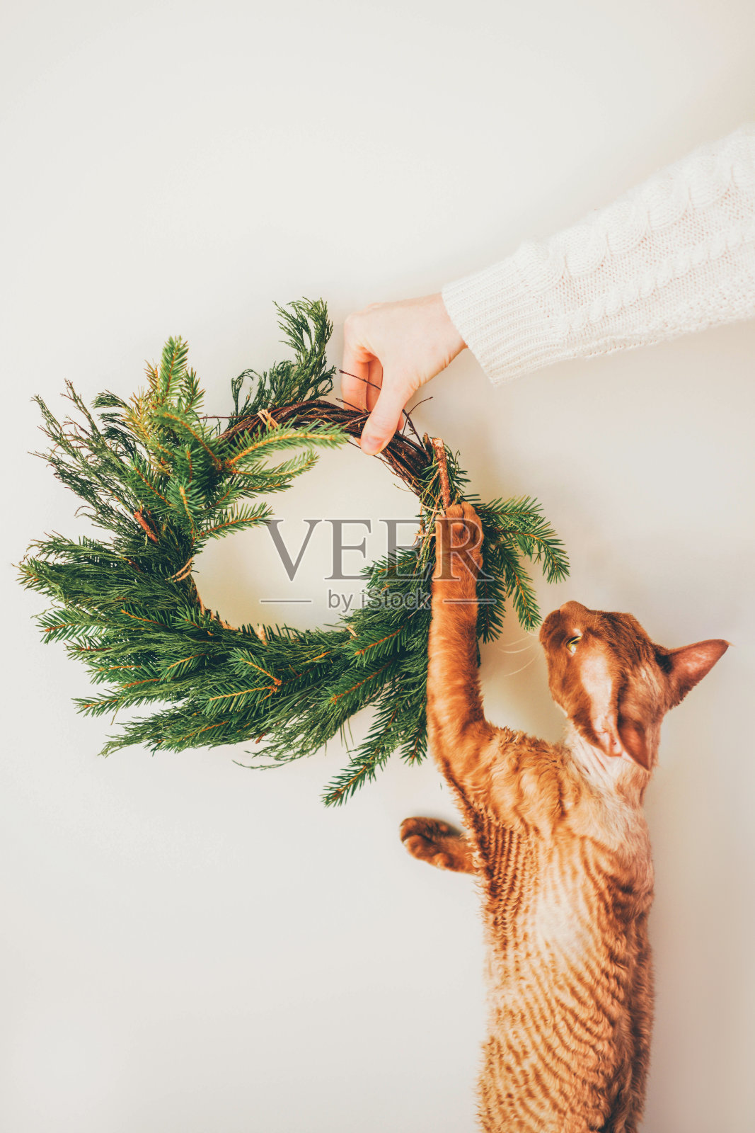 可爱的概念,圣诞节和新年与宠物。猫咪玩圣诞花环和新年花环。照片摄影图片