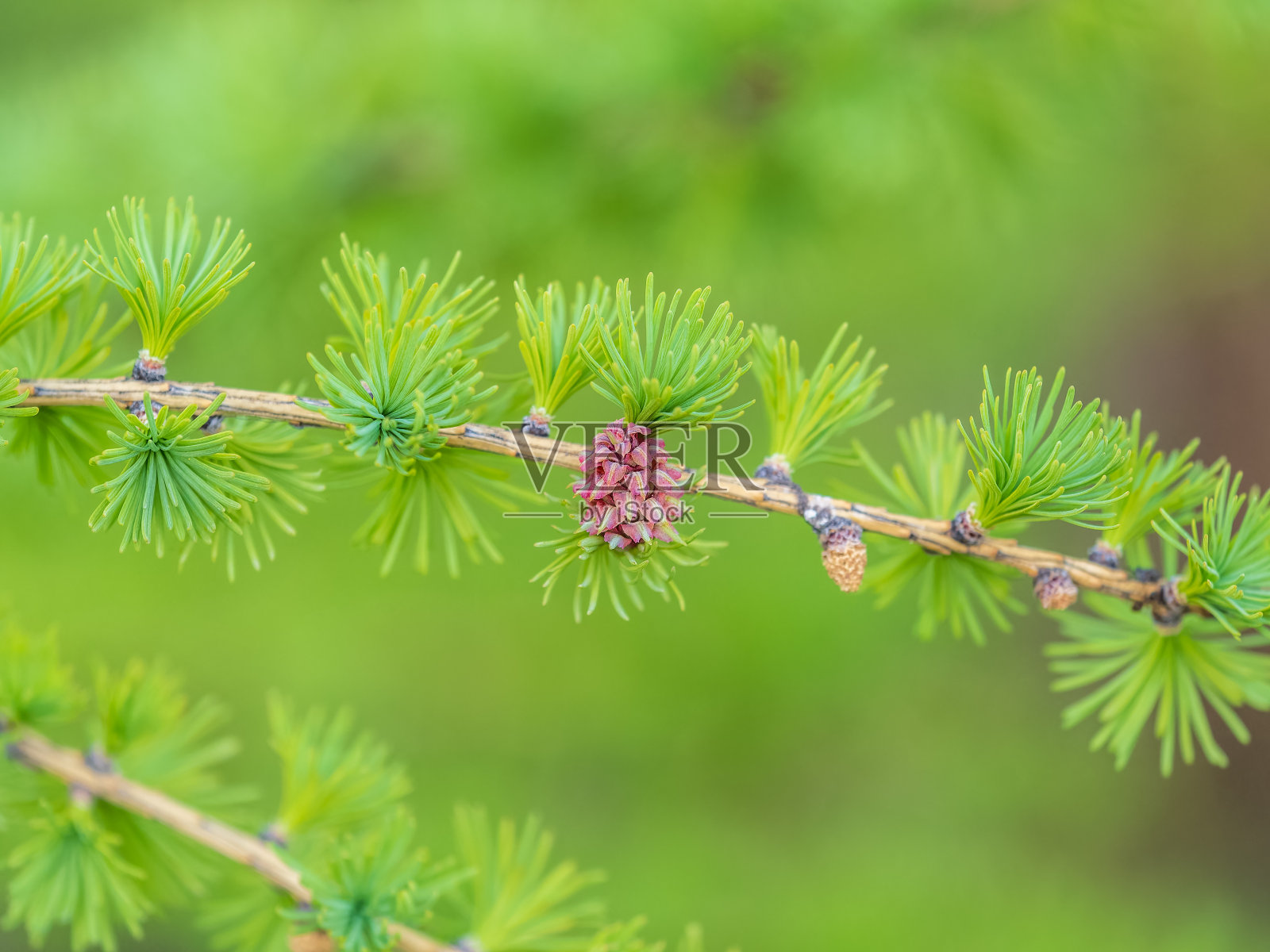 在大自然的背景下,落叶松树新鲜的粉红色球果在春天开花照片摄影图片