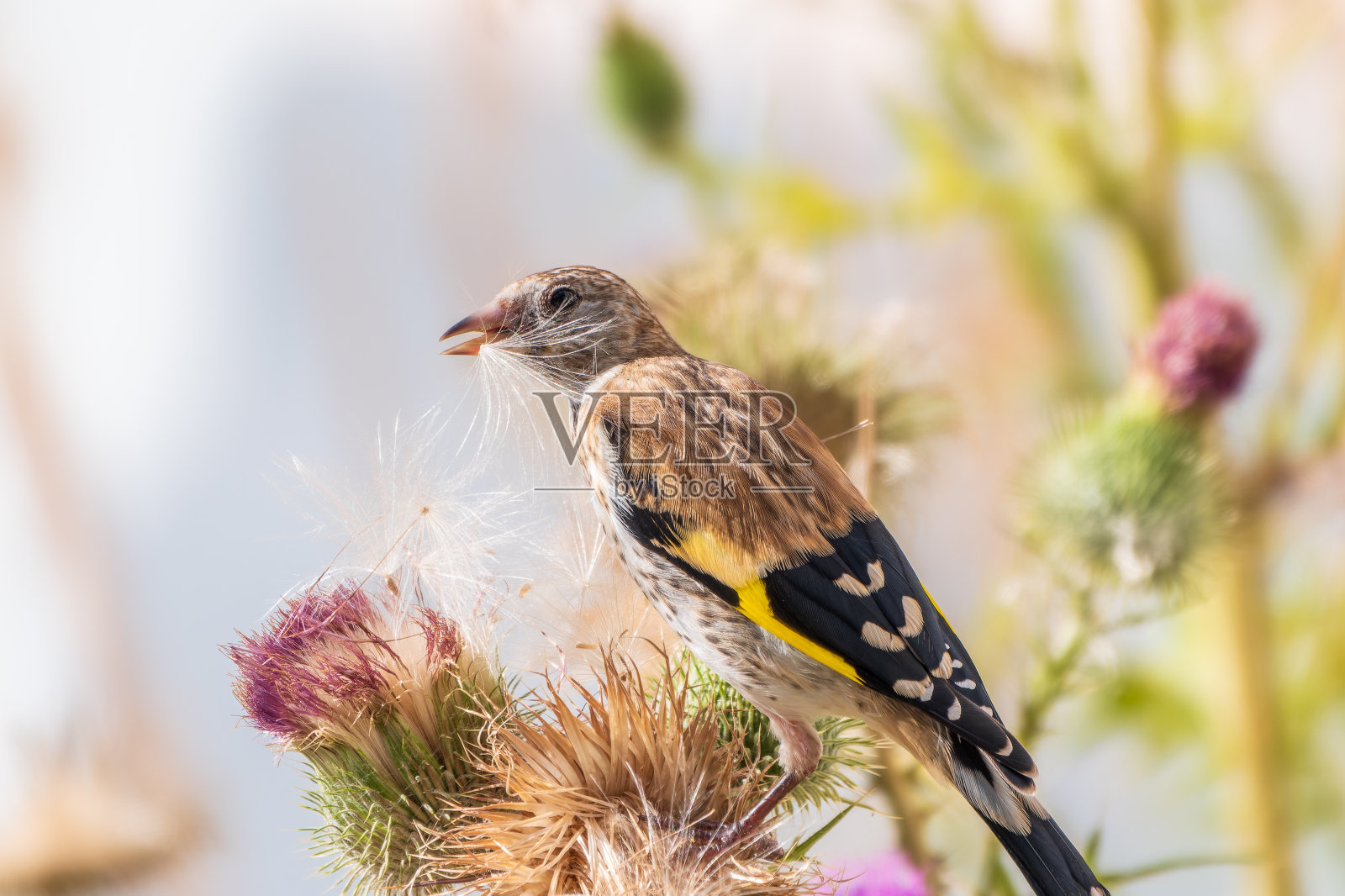 长着幼年羽毛的欧洲金翅雀,以蓟的种子为食。Carduelis Carduelis。照片摄影图片